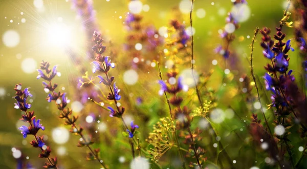 Belles fleurs sauvages pourpres — Photo