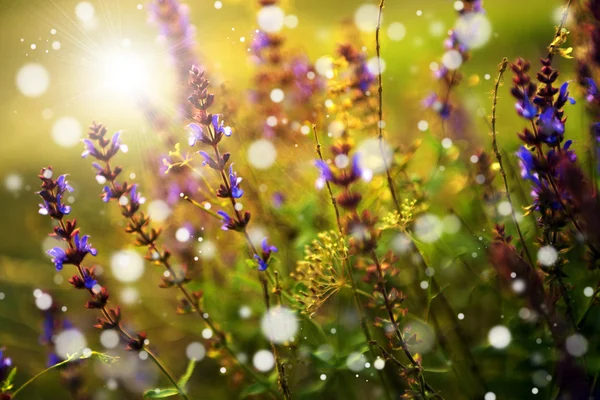 Vackra lila vilda blommor — Stockfoto