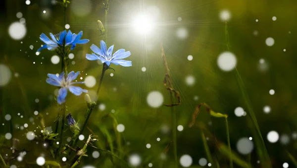 Ročník fotografické divoká květina v západu slunce — Stock fotografie