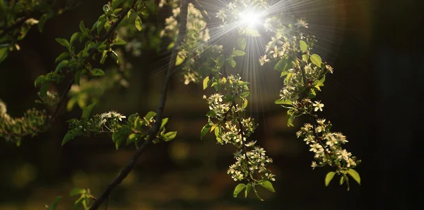 Třešňový květ s paprsek slunce a bokeh — Stock fotografie