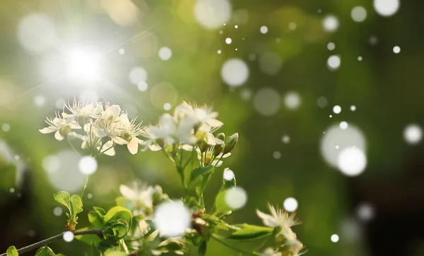 Kersenbloesem met straal van zon en bokeh — Stockfoto