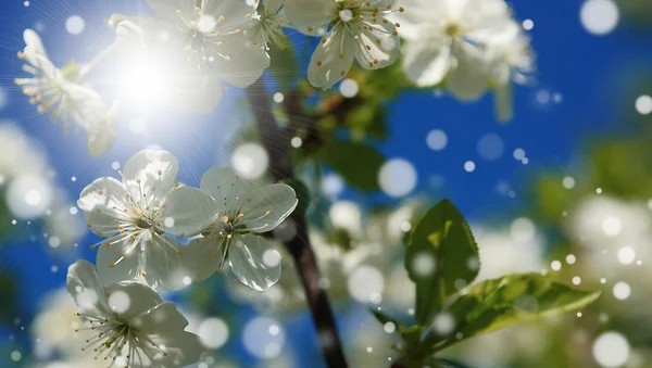 Fiore di ciliegio — Foto Stock