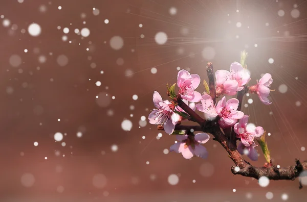 Flor de cerezo — Foto de Stock