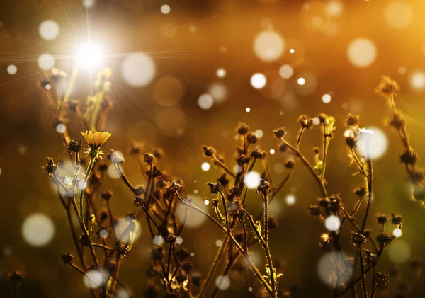 Вінтажні фотографії дикої квітки на заході сонця — стокове фото