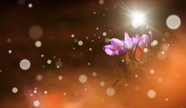 Ročník fotografické divoká květina v západu slunce — Stock fotografie