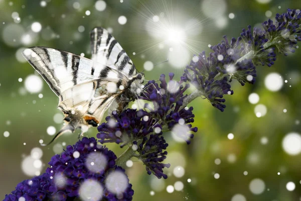 Vit fjäril på lila vilda blomma i sommar — Stockfoto