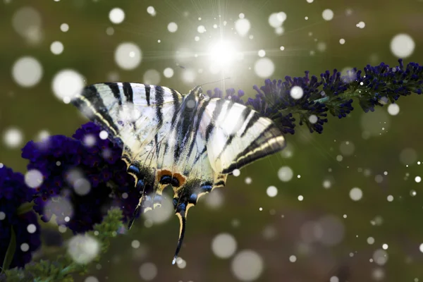 Borboleta branca em flor silvestre roxa no verão — Fotografia de Stock