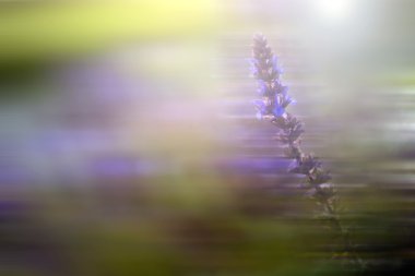 bulanık hareket kır çiçeği