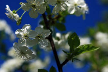 İlkbaharda elma ağacı çiçeği