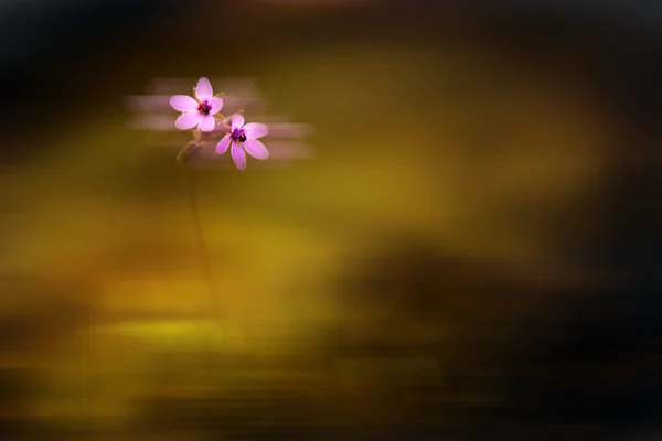 Motion blurred wild flower — Stock Photo, Image