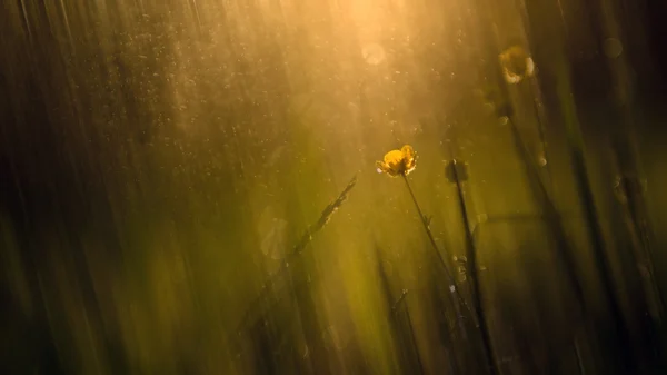 野生の花の動きぼやけ — ストック写真