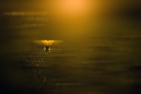 Movimiento borrosa flor silvestre — Foto de Stock