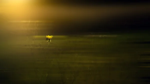 Pohybu rozmazaný wild flower — Stock fotografie