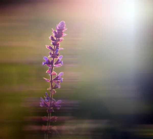 Rörelse suddig wild flower — Stockfoto