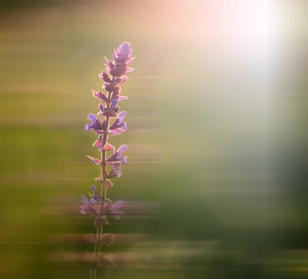 Bewegung verschwommen Wildblume — Stockfoto