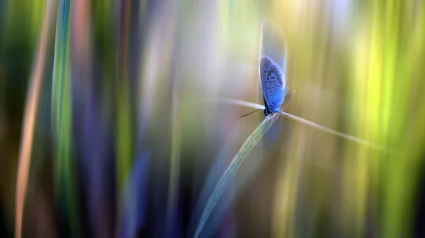 Movimiento borrosa impresión mariposa —  Fotos de Stock