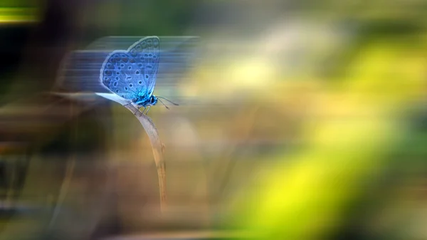 Bewegung verschwommener Schmetterlingseindruck — Stockfoto