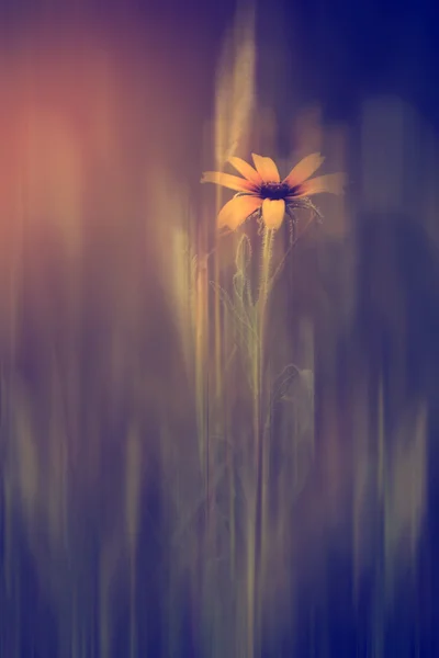 Rörelse suddig wild flower — Stockfoto