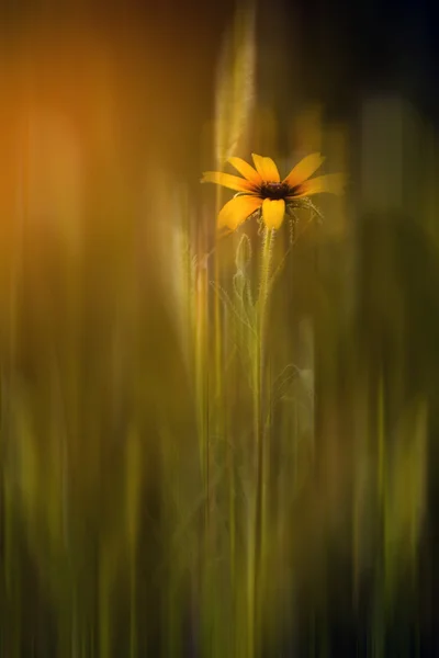 Movimiento borrosa flor silvestre —  Fotos de Stock