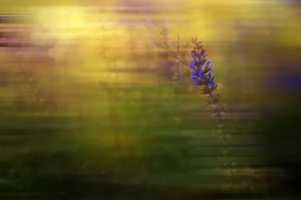 野生の花の動きぼやけ — ストック写真