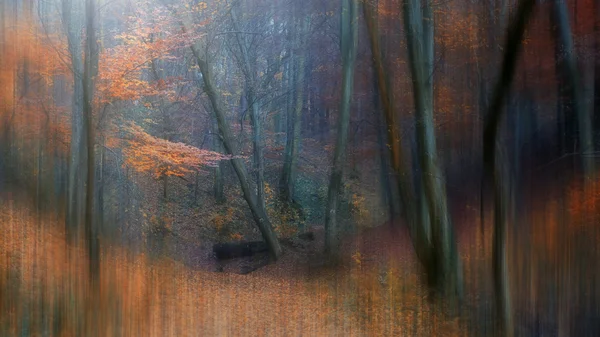 在 11 月的秋季森林 — 图库照片
