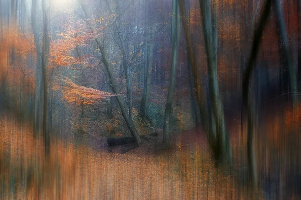 Autumn forest in november — Stok fotoğraf