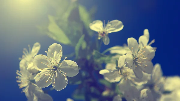 Apple træ blomster i foråret - Stock-foto