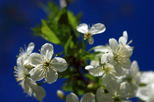 Flores de manzano en primavera — Foto de Stock