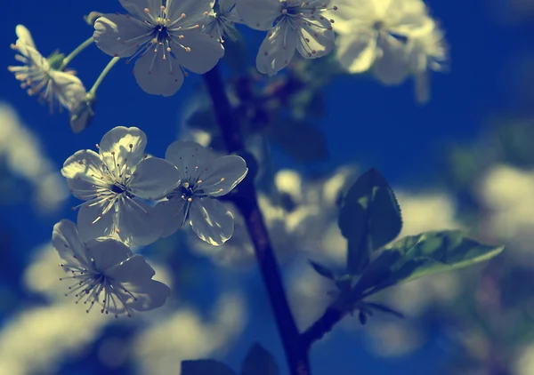 Apple tree flowers in spring — Stock Photo, Image