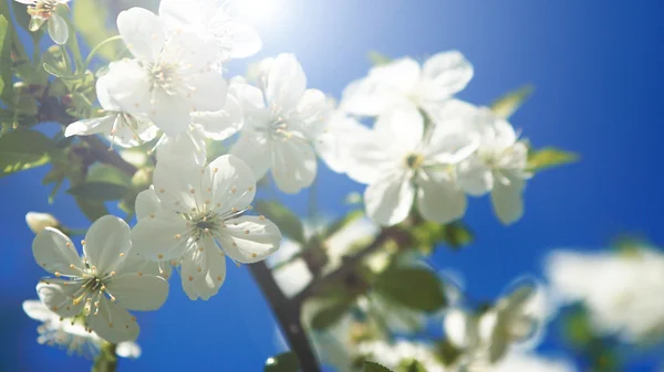 春にリンゴの木の花 — ストック写真