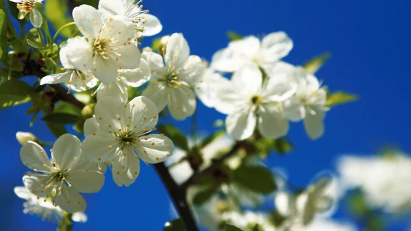 Flores de manzano en primavera — Foto de Stock
