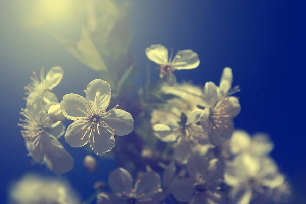 Flores de árvore de maçã na primavera — Fotografia de Stock