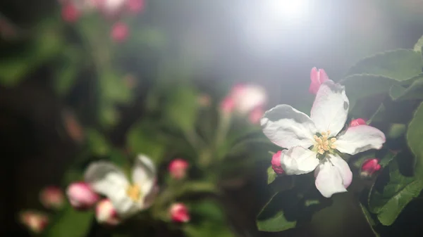 Apple tree flowers in spring — Stock Photo, Image