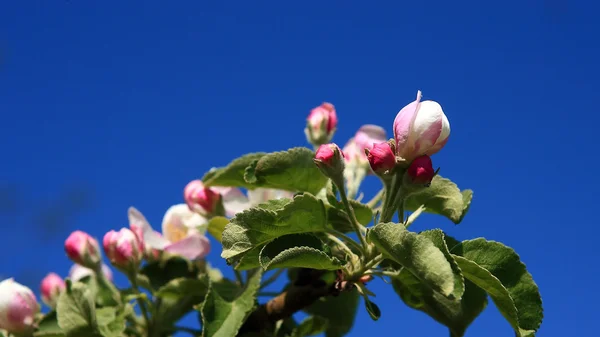 Flores de árvore de maçã na primavera — Fotografia de Stock