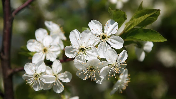 Apple tree flowers in spring — Stock Photo, Image