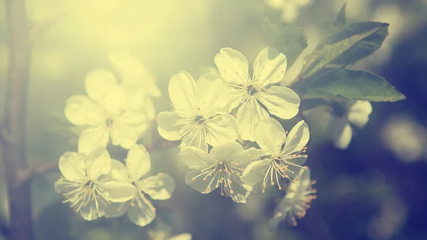 Apple tree flowers in spring — Stock Photo, Image