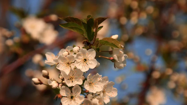 Весной цветы яблони — стоковое фото