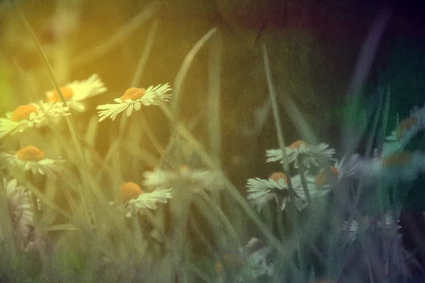 Mnóstwo białych kwiatów, zachodzie słońca — Zdjęcie stockowe