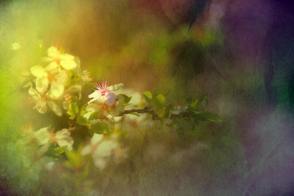 Fleurs de pommier au printemps — Photo