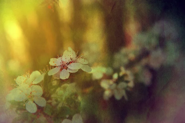 Apfelbaum blüht im Frühling — Stockfoto