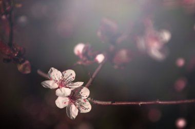 İlkbaharda elma ağacı çiçeği