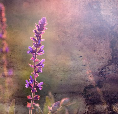 Vintage çiçek. karanlık grunge eski kağıt deseni ile güzel kır çiçeği fotoğrafı.