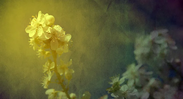 Apple tree flowers in spring — Stock Photo, Image