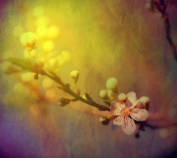 Fleurs de pommier au printemps — Photo