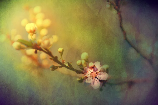 Flores de árvore de maçã na primavera — Fotografia de Stock