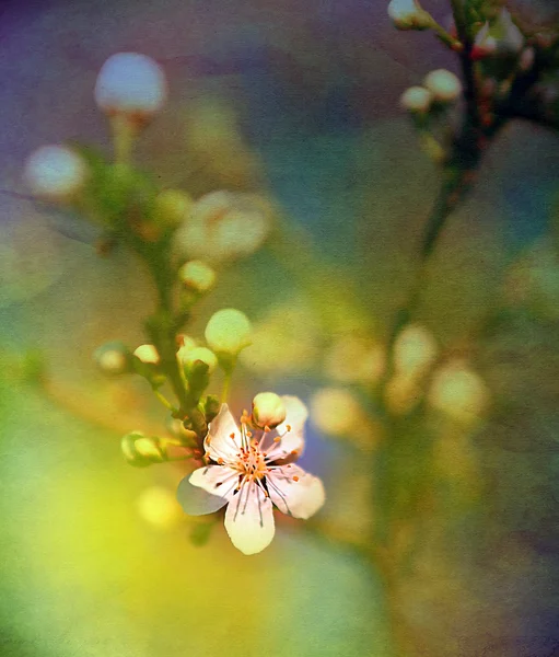 Fleurs de pommier au printemps — Photo