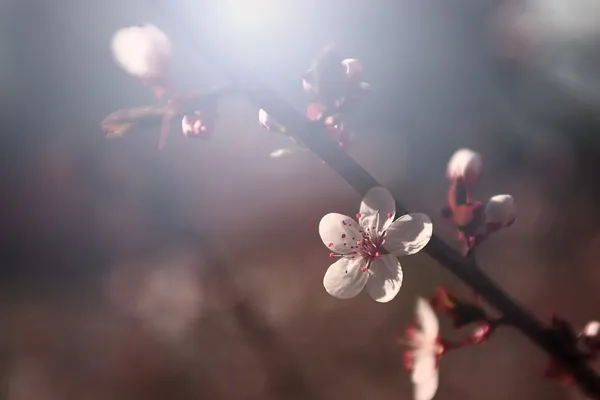 Appelboom bloemen in het voorjaar — Stockfoto