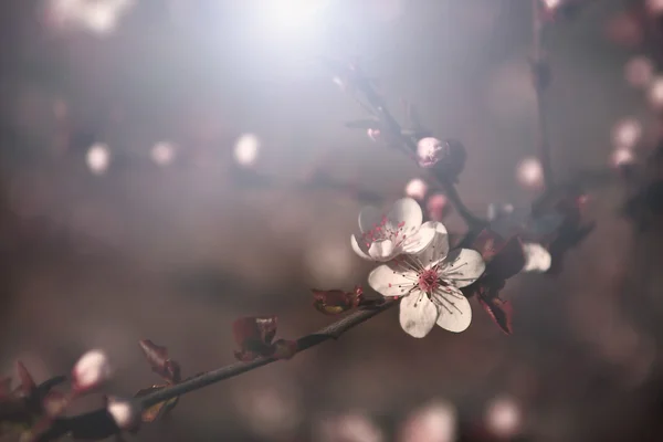 Vintage cherry blossom — Stockfoto