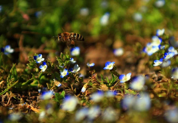 Dziki kwiat pole i latające pszczoły. — Zdjęcie stockowe