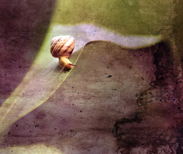 Vintage snail — Stock Photo, Image